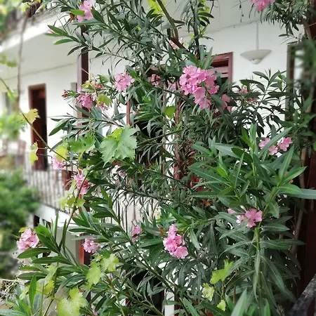 Koray 3* פמוקלה